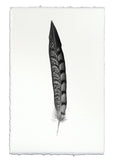 Feathers