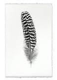 Feathers