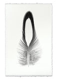Feathers