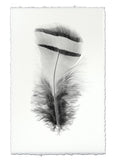 Feathers