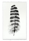 Feathers