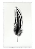 Feathers
