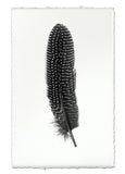 Feathers
