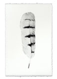 Feathers