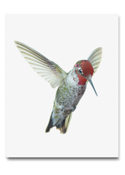 Anna's Hummingbird