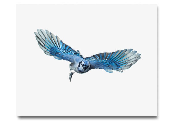 Blue Jay