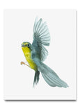 Canada Warbler