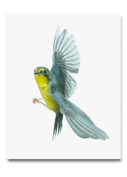 Canada Warbler