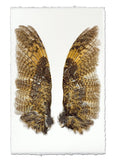 Wings & Tails