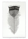 Feathers