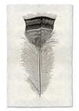 Feathers