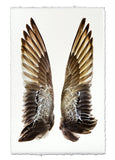 Wings & Tails