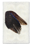 Wings & Tails