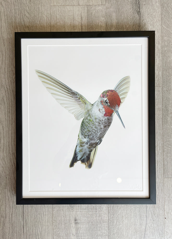Anna's Hummingbird