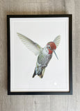 Anna's Hummingbird