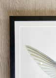 Broad-Billed Hummingbird