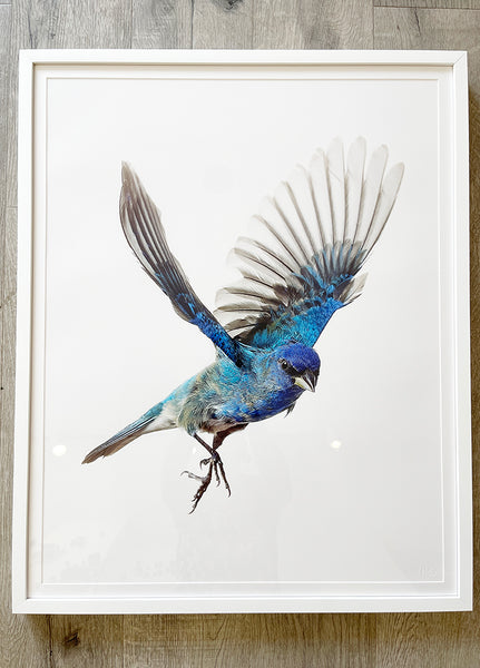 Indigo Bunting bird - Paint By Numbers Warehouse