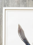 White Breasted Nuthatch