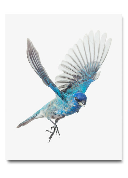 Indigo Bunting