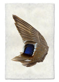Wings & Tails