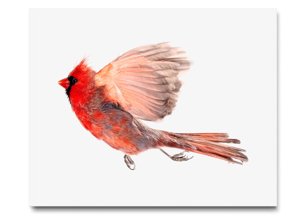 Northern Cardinal
