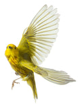 Yellow Warbler