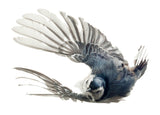 White Breasted Nuthatch