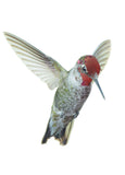 Anna's Hummingbird
