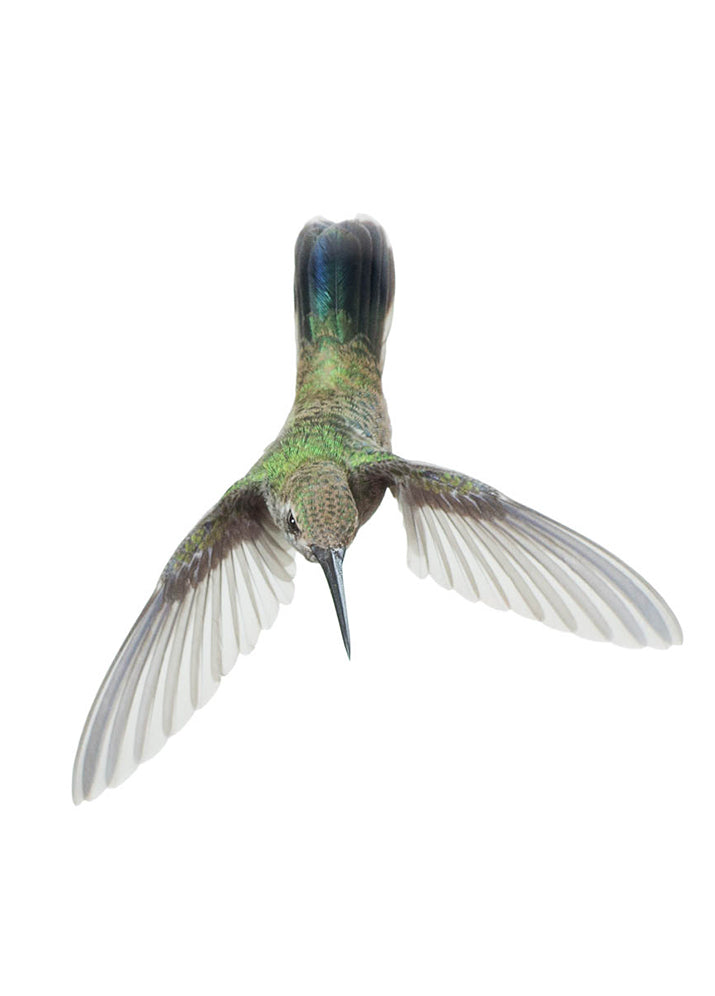 Broad-Billed Hummingbird