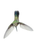 Broad-Billed Hummingbird