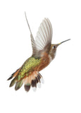 Rufous Hummingbird