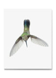 Broad-Billed Hummingbird