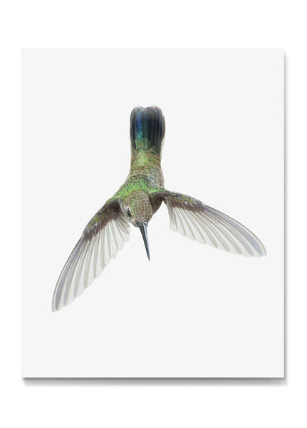 Broad-Billed Hummingbird