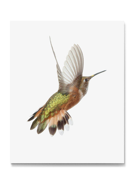 Rufous Hummingbird