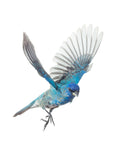 Indigo Bunting