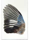 Wings & Tails