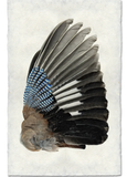 Wings & Tails