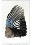 Wings & Tails