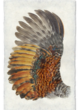 Wings & Tails