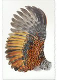 Wings & Tails
