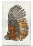 Wings & Tails
