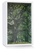 The Yoga Tree by Lisa Swerling