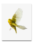 Yellow Warbler