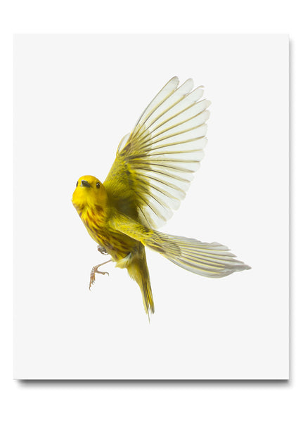 Yellow Warbler