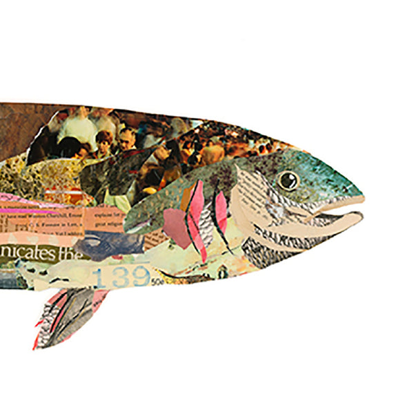 Rainbow Trout