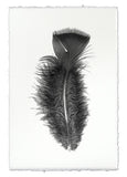 Feathers