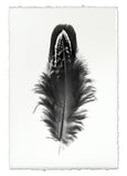 Feathers