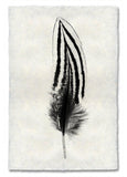 Feathers