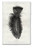 Feathers