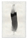 Feathers